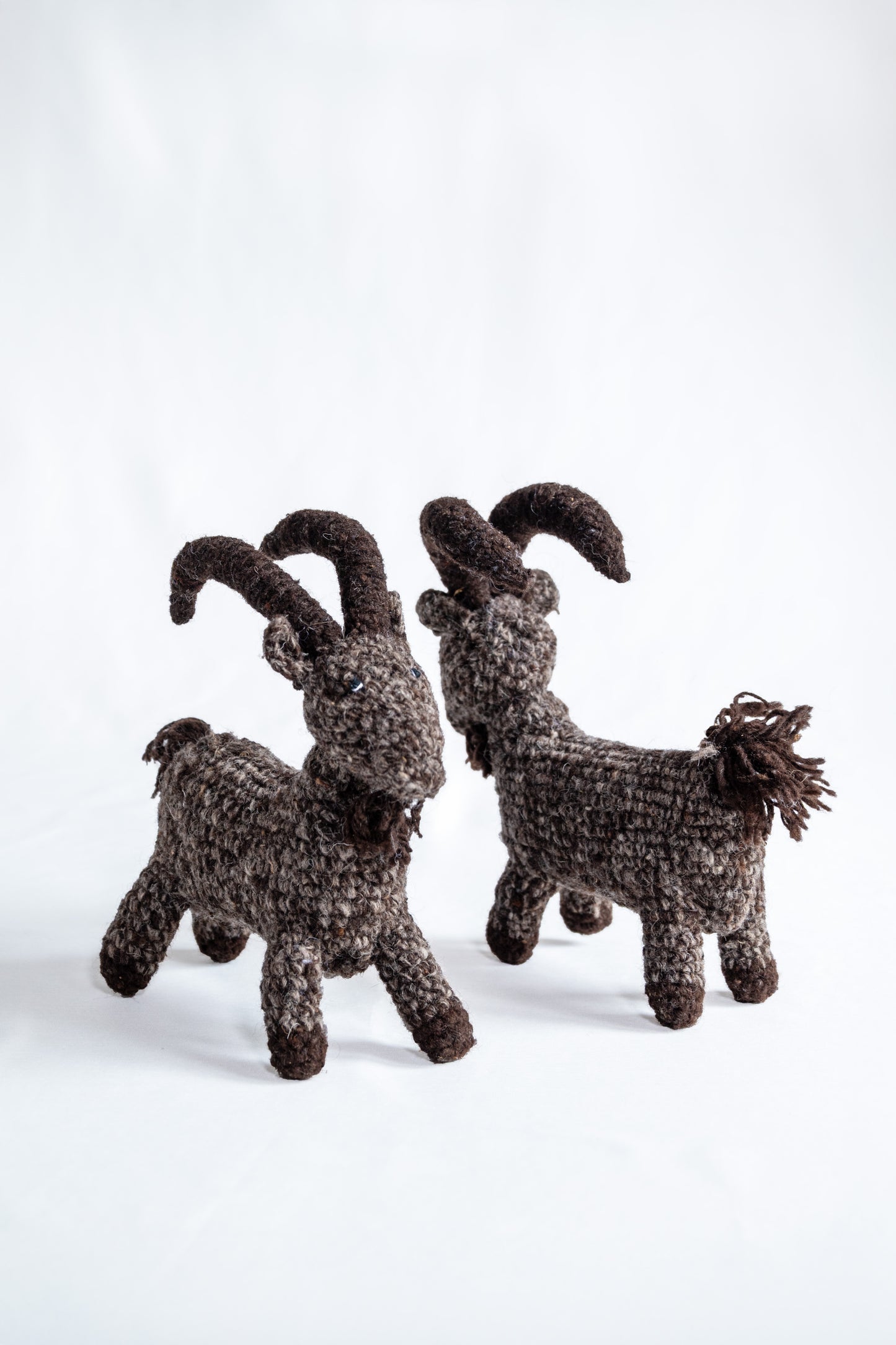 Himalayan Horns Ibex