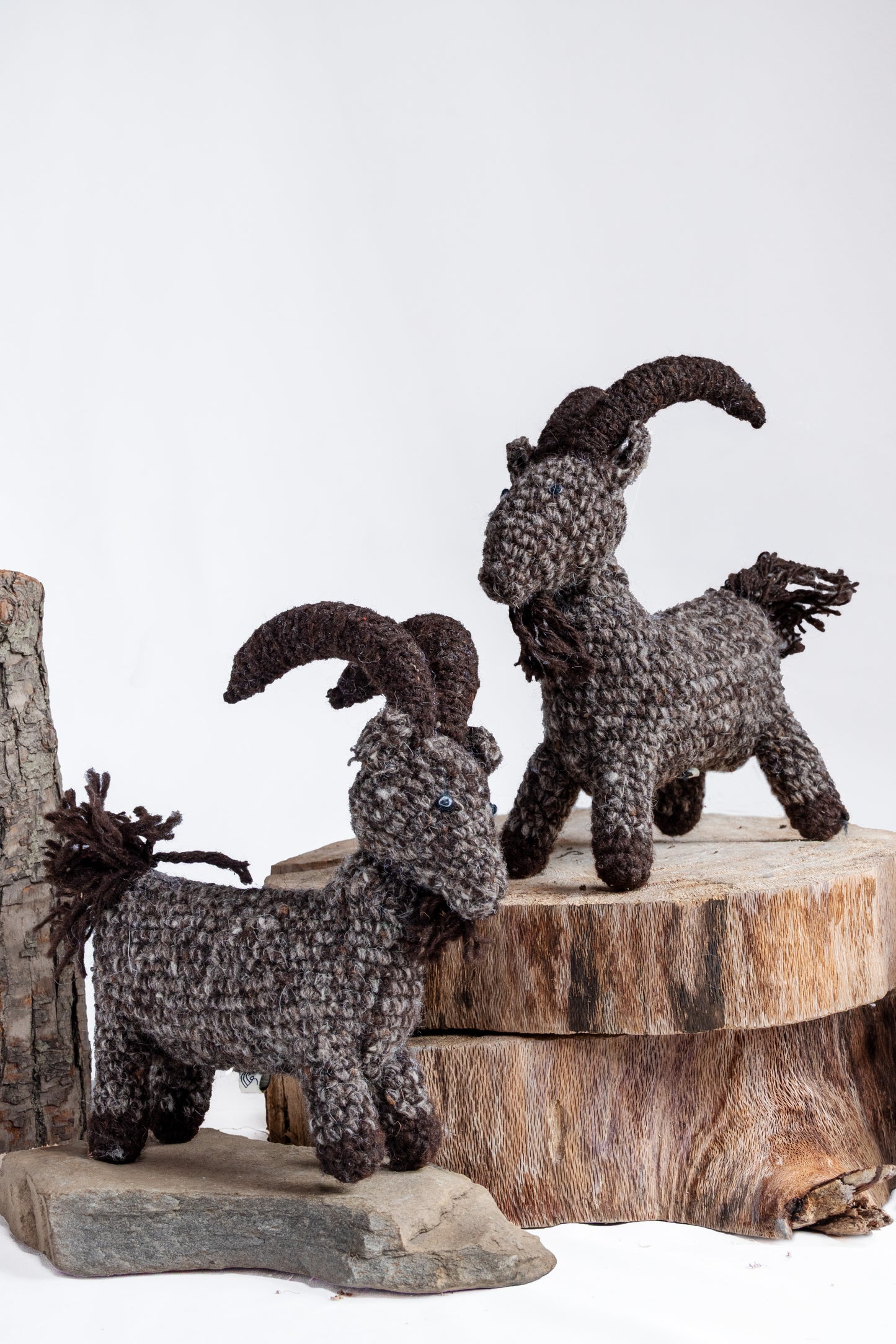 Himalayan Horns Ibex