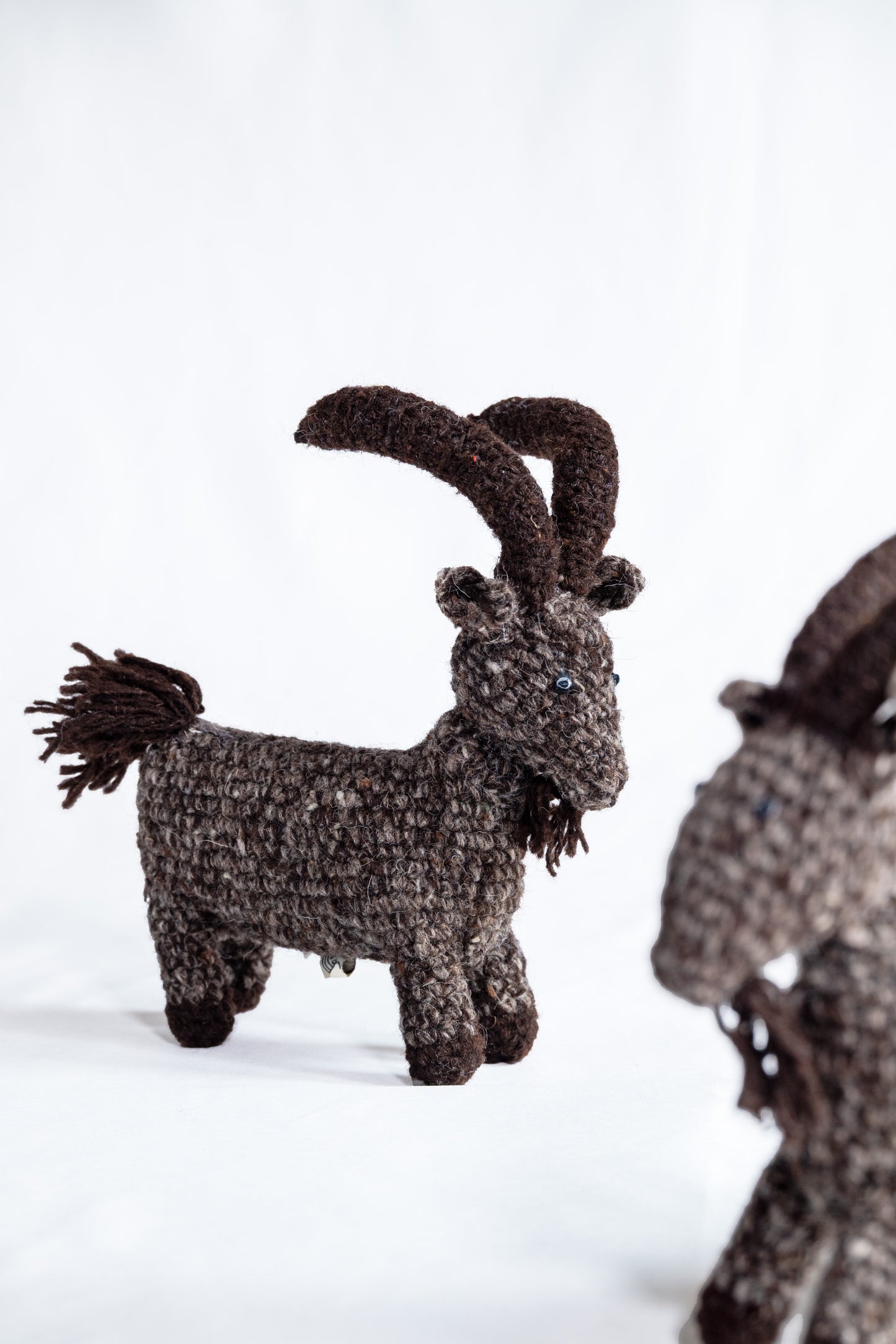 Himalayan Horns Ibex