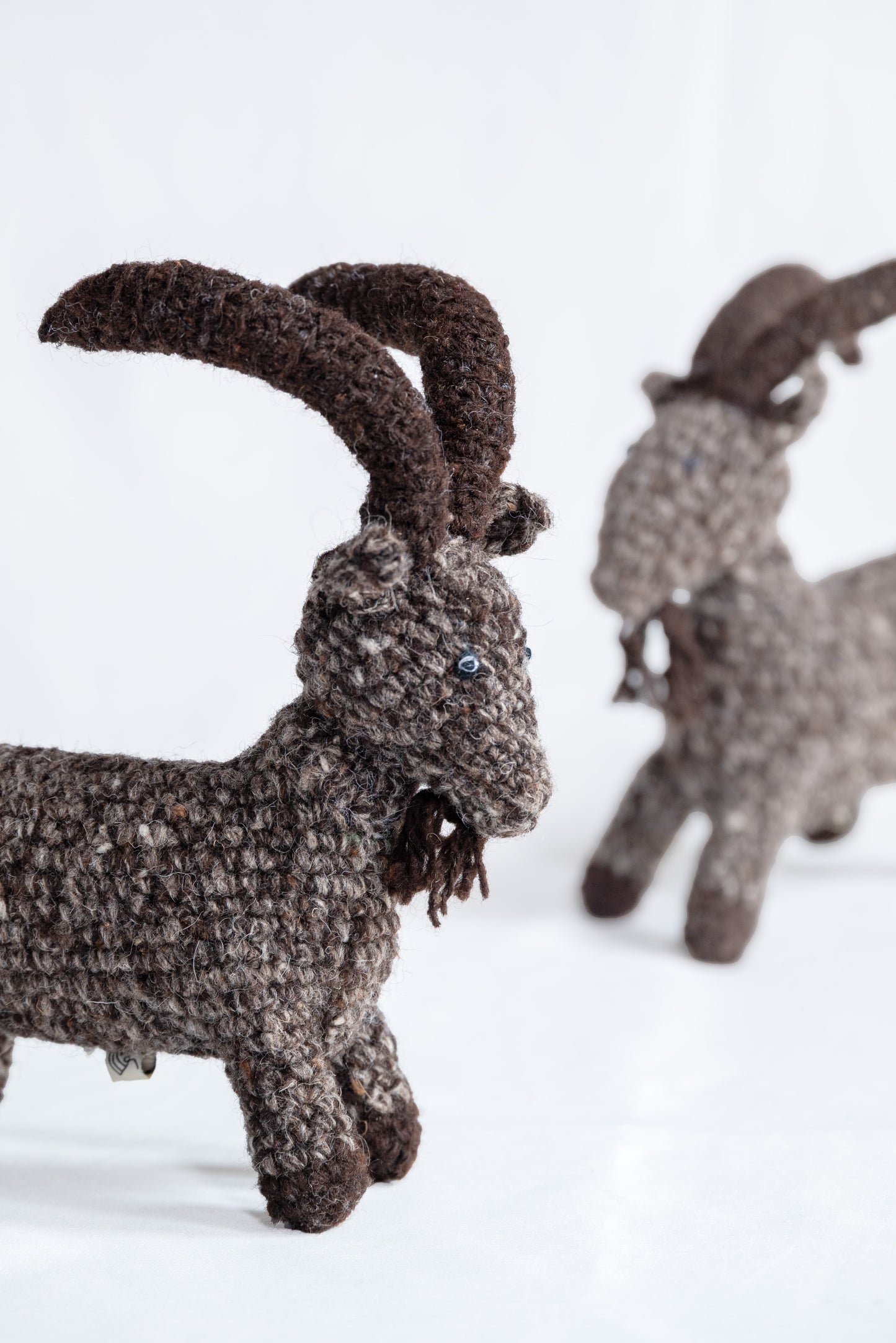 Himalayan Horns Ibex