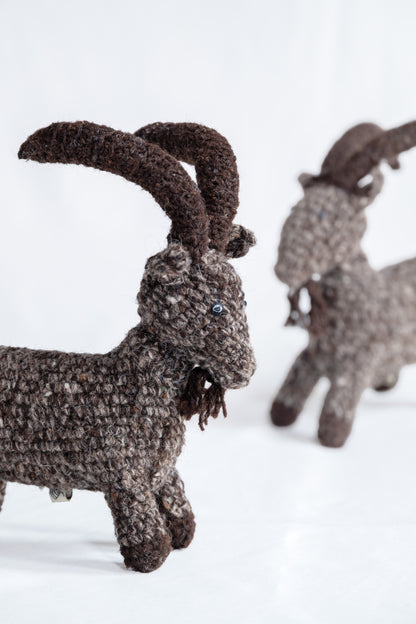 Himalayan Horns Ibex